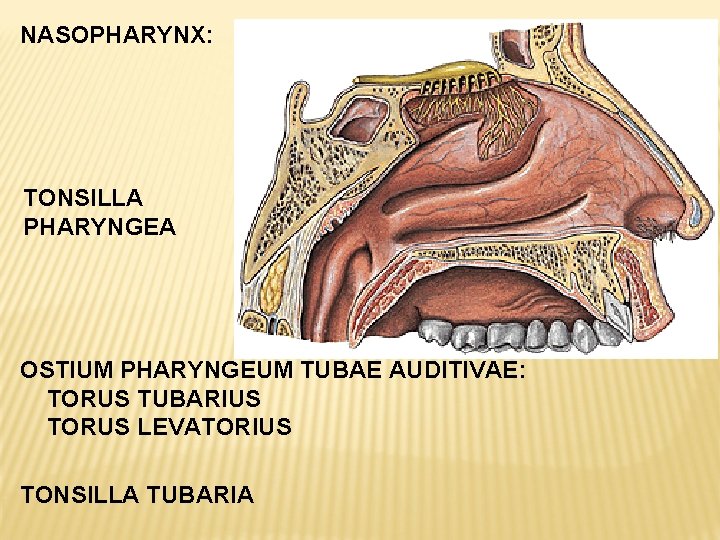 NASOPHARYNX: TONSILLA PHARYNGEA OSTIUM PHARYNGEUM TUBAE AUDITIVAE: TORUS TUBARIUS TORUS LEVATORIUS TONSILLA TUBARIA 