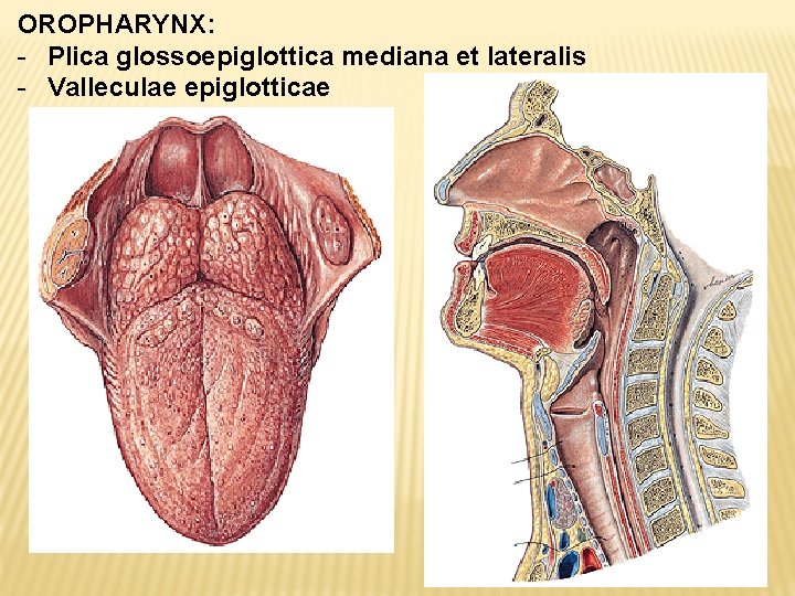 OROPHARYNX: - Plica glossoepiglottica mediana et lateralis - Valleculae epiglotticae 