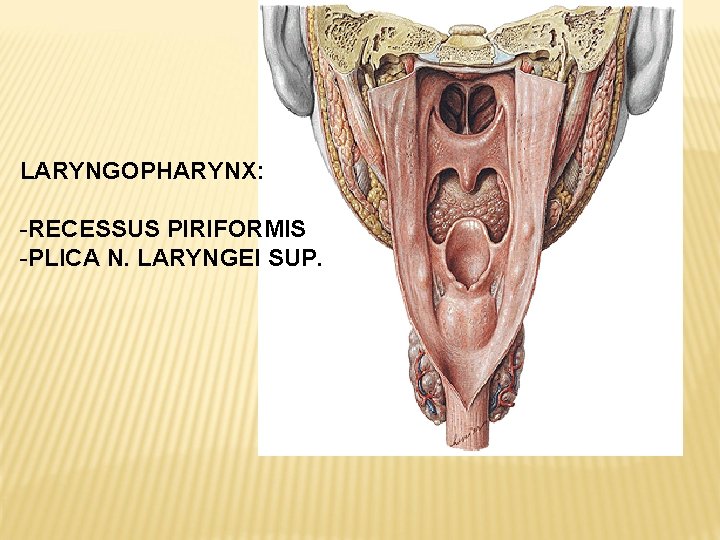 LARYNGOPHARYNX: -RECESSUS PIRIFORMIS -PLICA N. LARYNGEI SUP. 