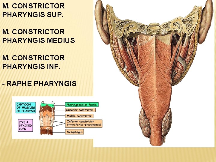 M. CONSTRICTOR PHARYNGIS SUP. M. CONSTRICTOR PHARYNGIS MEDIUS M. CONSTRICTOR PHARYNGIS INF. - RAPHE