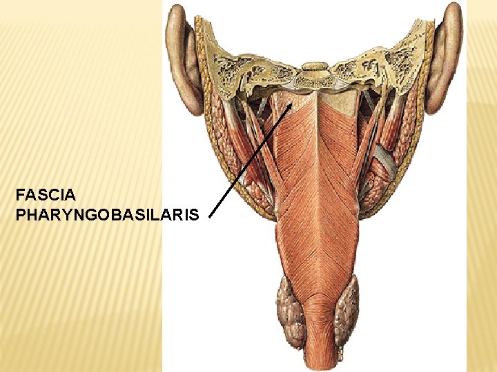 FASCIA PHARYNGOBASILARIS 