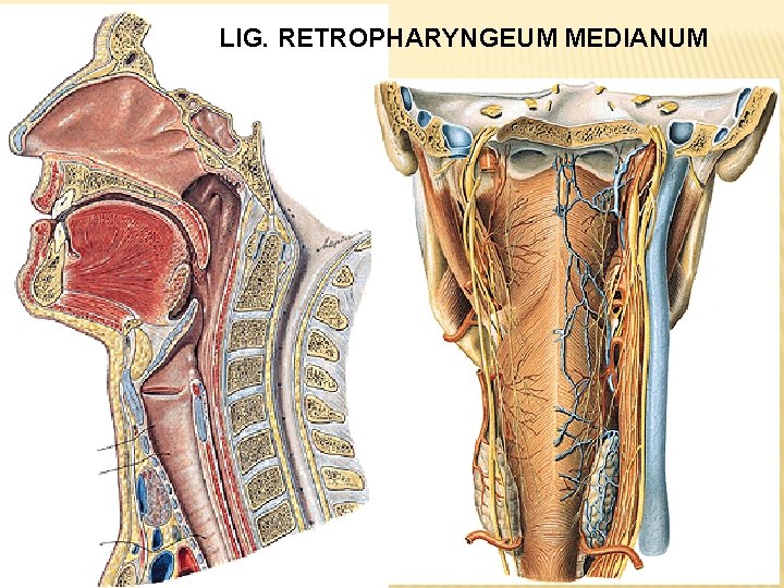 LIG. RETROPHARYNGEUM MEDIANUM 