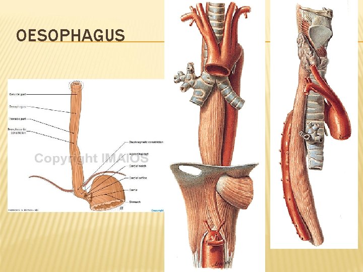 OESOPHAGUS 