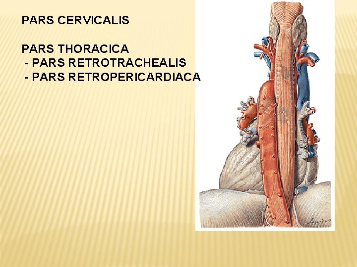 PARS CERVICALIS PARS THORACICA - PARS RETROTRACHEALIS - PARS RETROPERICARDIACA 
