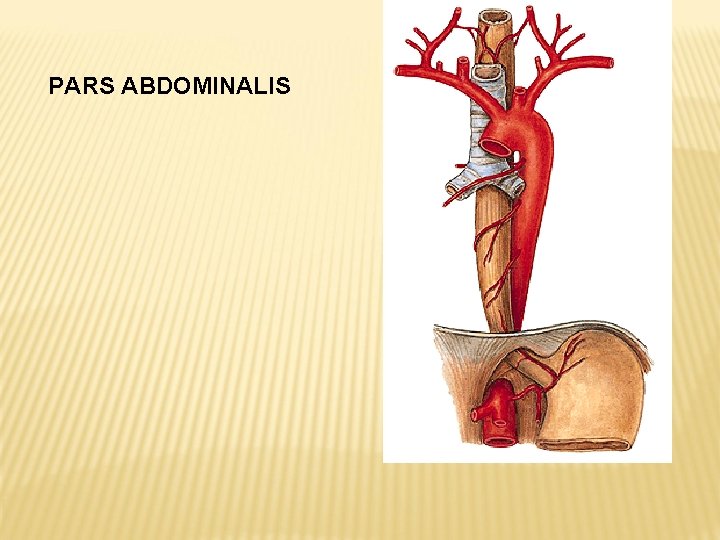 PARS ABDOMINALIS 
