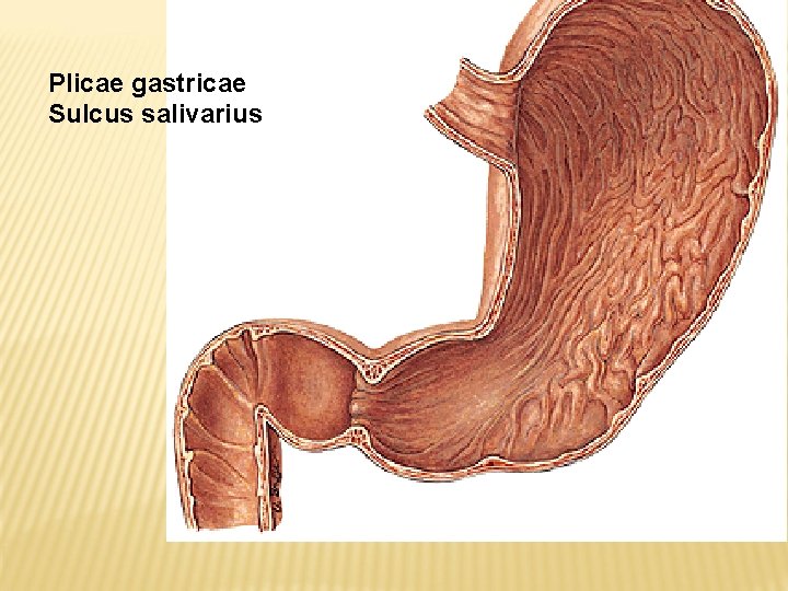 Plicae gastricae Sulcus salivarius 