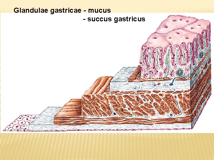 Glandulae gastricae - mucus - succus gastricus 