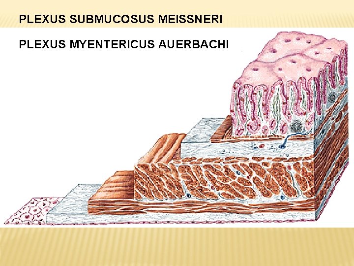 PLEXUS SUBMUCOSUS MEISSNERI PLEXUS MYENTERICUS AUERBACHI 