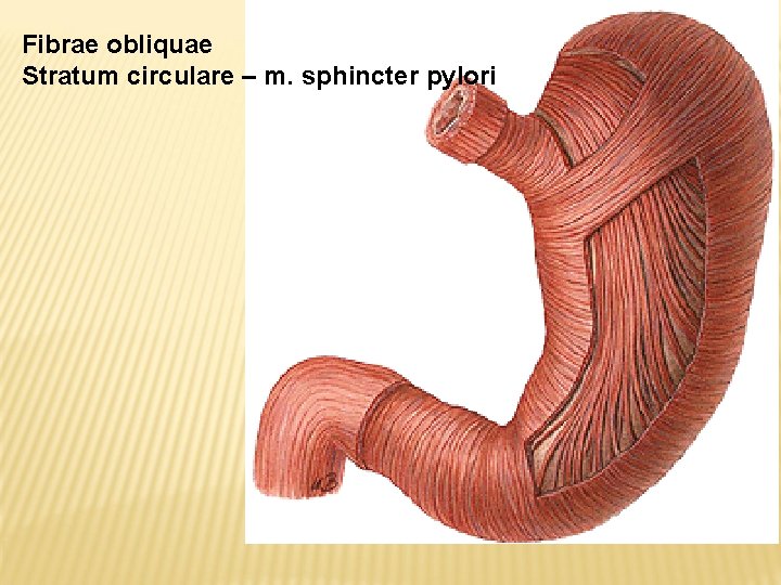 Fibrae obliquae Stratum circulare – m. sphincter pylori 