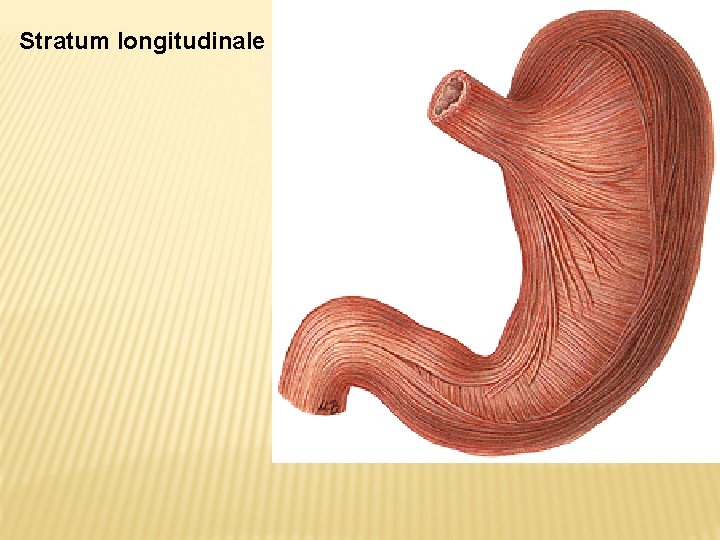 Stratum longitudinale 