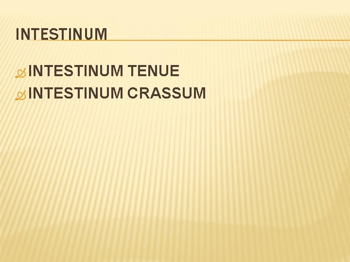 INTESTINUM TENUE INTESTINUM CRASSUM 