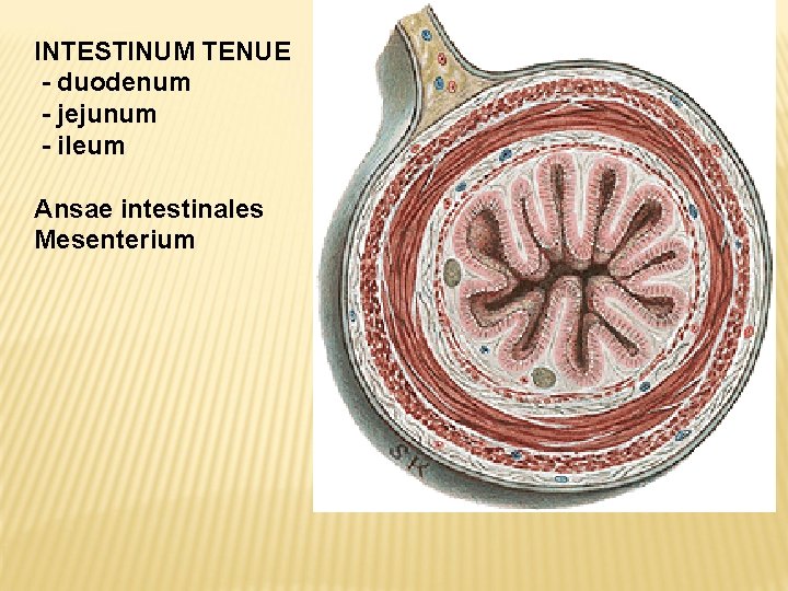 INTESTINUM TENUE - duodenum - jejunum - ileum Ansae intestinales Mesenterium 