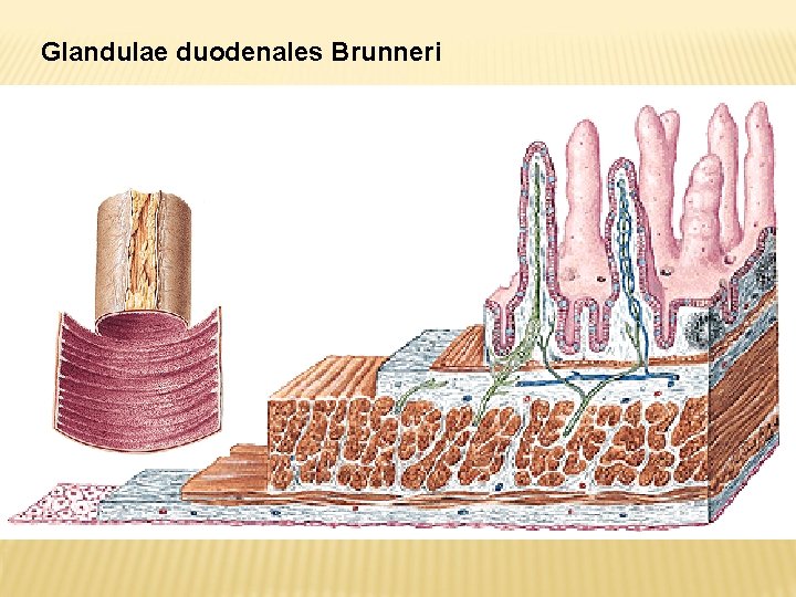 Glandulae duodenales Brunneri 