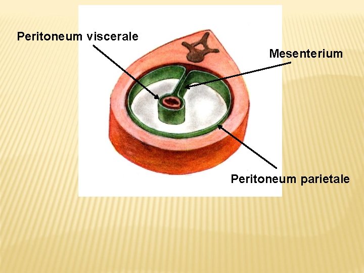 Peritoneum viscerale Mesenterium Peritoneum parietale 