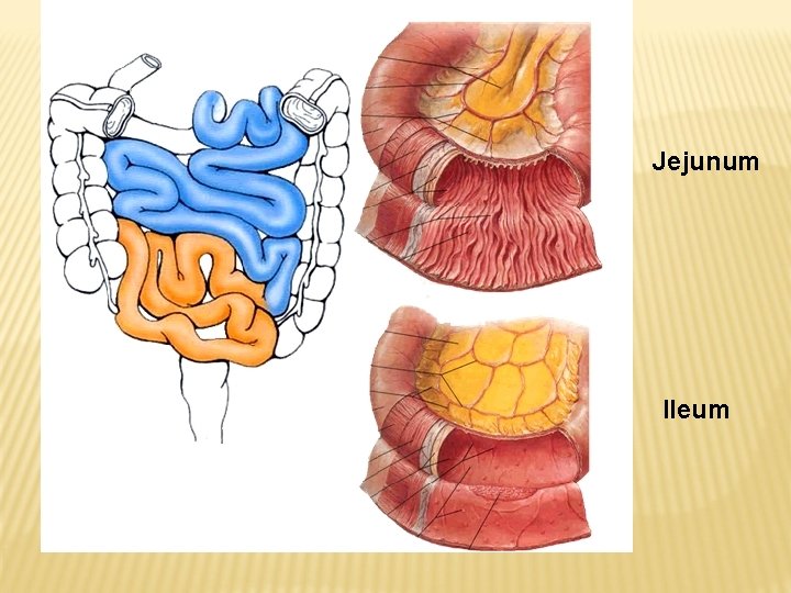 Jejunum Ileum 
