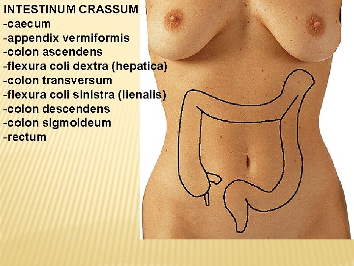 INTESTINUM CRASSUM -caecum -appendix vermiformis -colon ascendens -flexura coli dextra (hepatica) -colon transversum -flexura