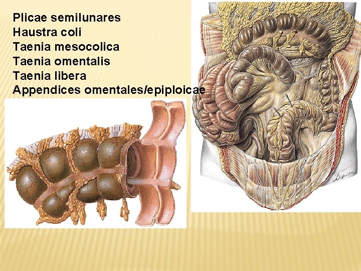 Plicae semilunares Haustra coli Taenia mesocolica Taenia omentalis Taenia libera Appendices omentales/epiploicae 
