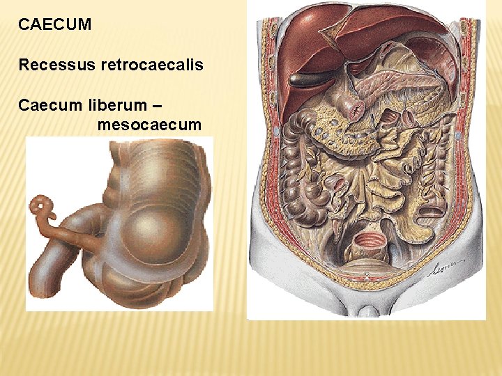 CAECUM Recessus retrocaecalis Caecum liberum – mesocaecum 
