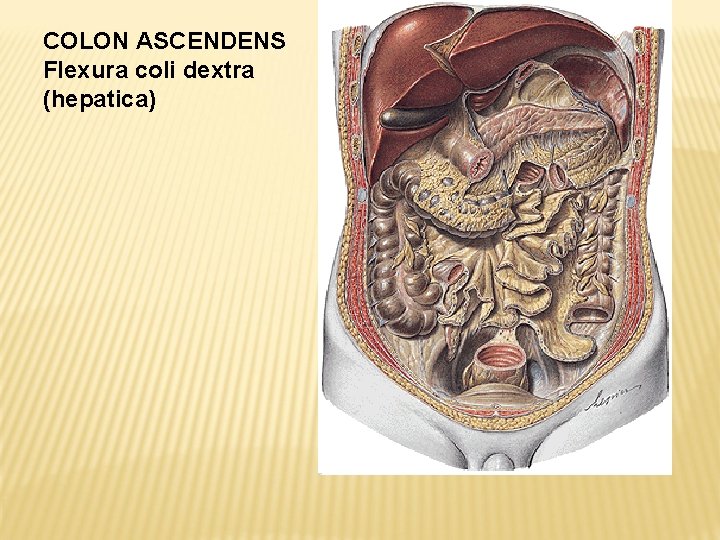 COLON ASCENDENS Flexura coli dextra (hepatica) 