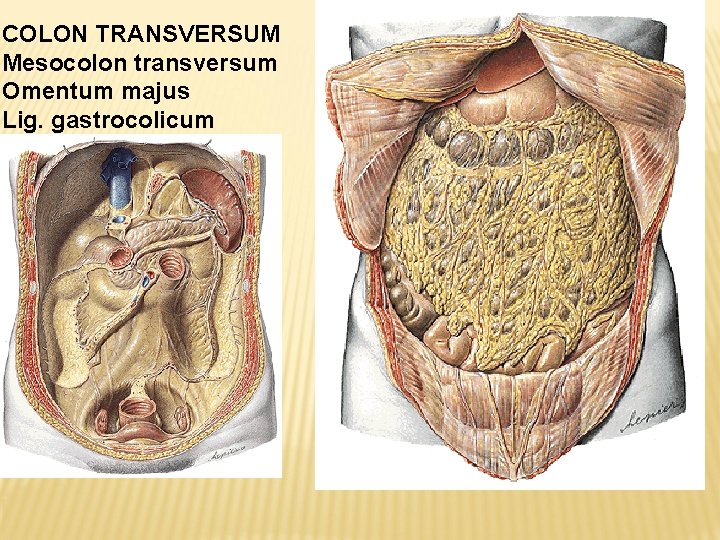 COLON TRANSVERSUM Mesocolon transversum Omentum majus Lig. gastrocolicum 