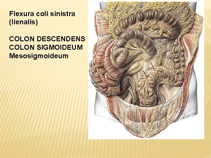 Flexura coli sinistra (lienalis) COLON DESCENDENS COLON SIGMOIDEUM Mesosigmoideum 