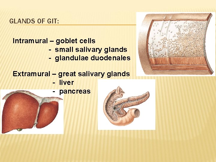 GLANDS OF GIT: Intramural – goblet cells - small salivary glands - glandulae duodenales