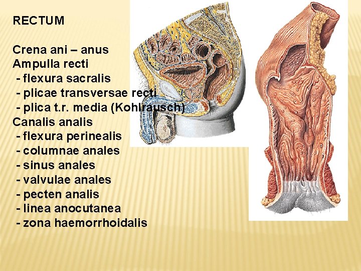 RECTUM Crena ani – anus Ampulla recti - flexura sacralis - plicae transversae recti