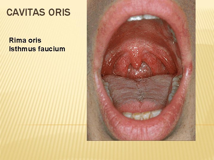 CAVITAS ORIS Rima oris Isthmus faucium 
