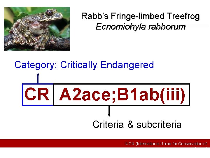 Rabb’s Fringe-limbed Treefrog Ecnomiohyla rabborum Category: Critically Endangered CR A 2 ace; B 1