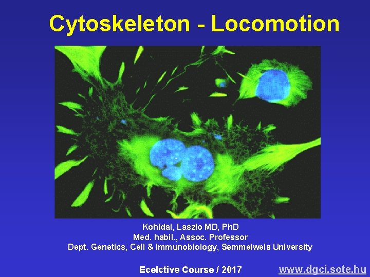 Cytoskeleton - Locomotion Kohidai, Laszlo MD, Ph. D Med. habil. , Assoc. Professor Dept.