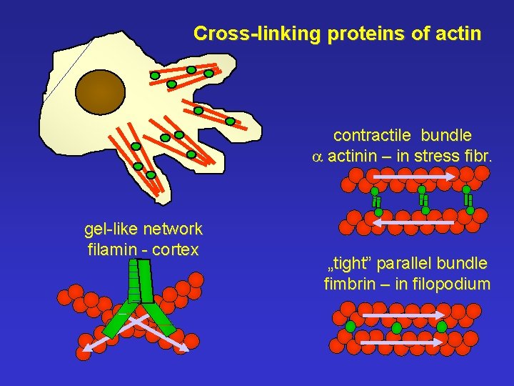 Cross-linking proteins of actin contractile bundle a actinin – in stress fibr. gel-like network