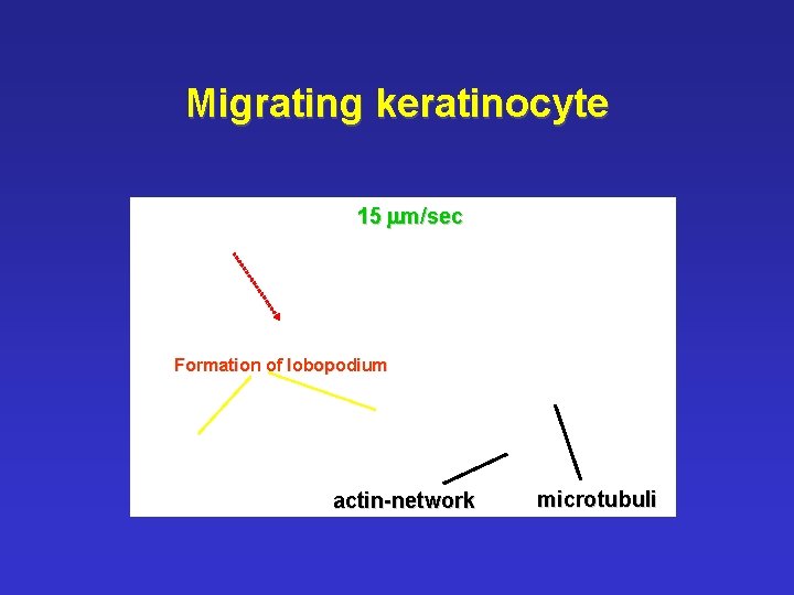 Migrating keratinocyte 15 mm/sec Formation of lobopodium actin-network microtubuli 