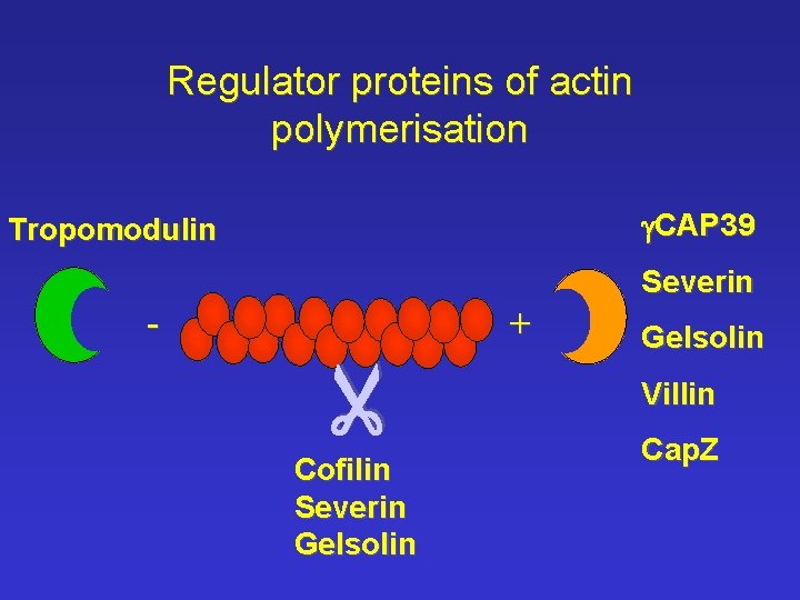 Regulator proteins of actin polymerisation g. CAP 39 Tropomodulin + - Cofilin Severin Gelsolin