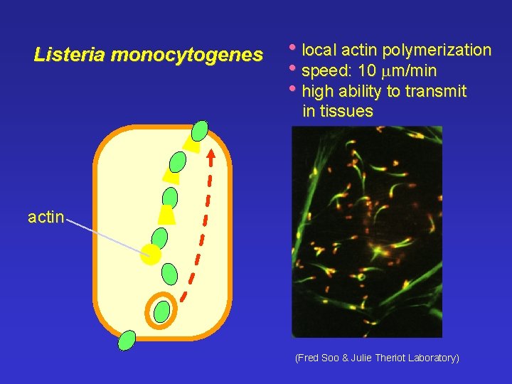 Listeria monocytogenes • local actin polymerization • speed: 10 mm/min • high ability to