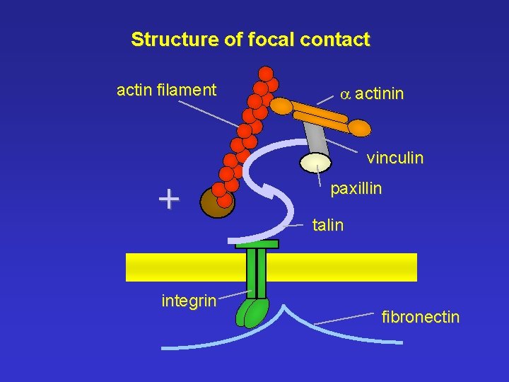 Structure of focal contact actin filament a actinin vinculin + integrin paxillin talin fibronectin