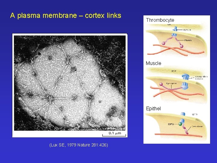 A plasma membrane – cortex links Thrombocyte Glycophorin Ankyrin Spectrin tetramer Muscle Epithel ((Lux
