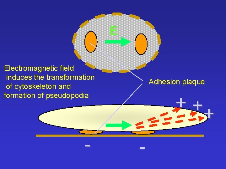 E Electromagnetic field induces the transformation of cytoskeleton and formation of pseudopodia - Adhesion