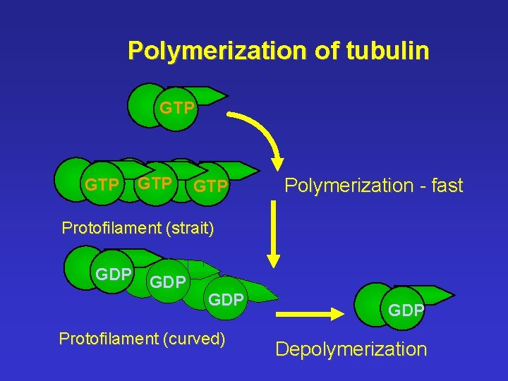 Polymerization of tubulin GTP GTP Polymerization - fast Protofilament (strait) GDP GDP Protofilament (curved)