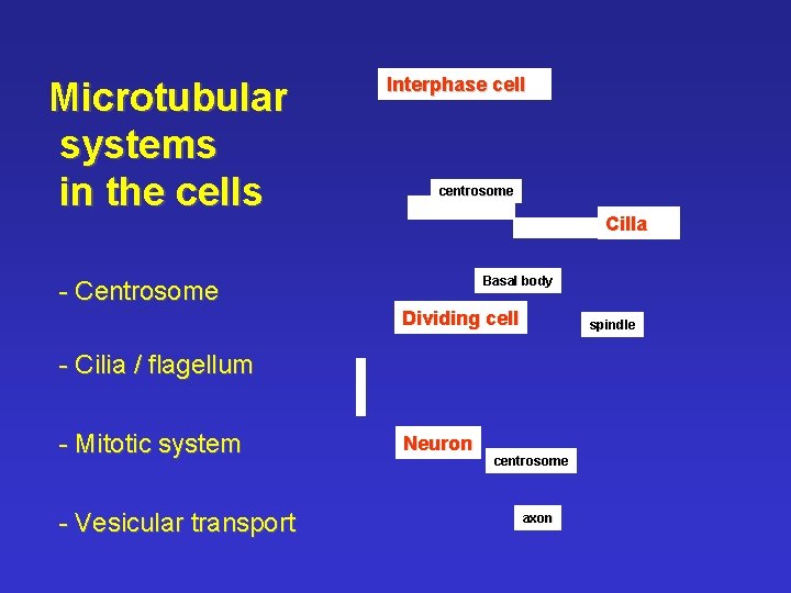 Microtubular systems in the cells Interphase cell centrosome Cilla Basal body - Centrosome Dividing