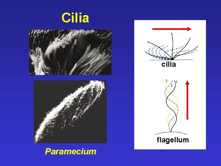 Cilia cilia flagellum Paramecium 