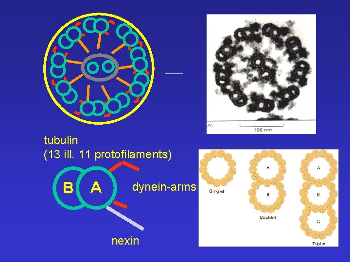 tubulin (13 ill. 11 protofilaments) B A dynein-arms nexin 