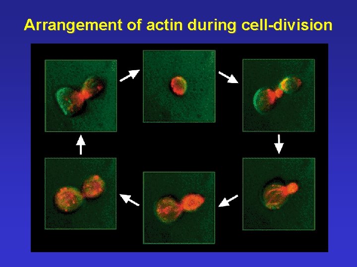 Arrangement of actin during cell-division 