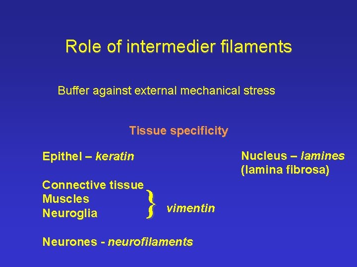 Role of intermedier filaments Buffer against external mechanical stress Tissue specificity Nucleus – lamines