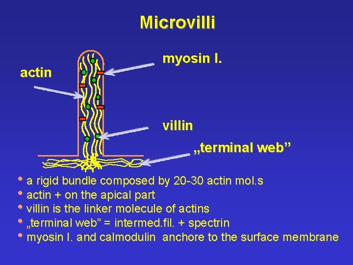 Microvilli actin myosin I. villin „terminal web” • a rigid bundle composed by 20