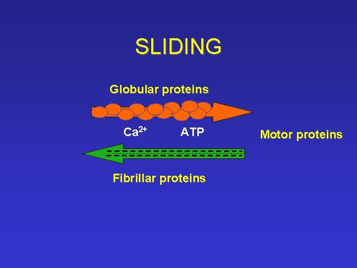 SLIDING Globular proteins Ca 2+ ATP Fibrillar proteins Motor proteins 