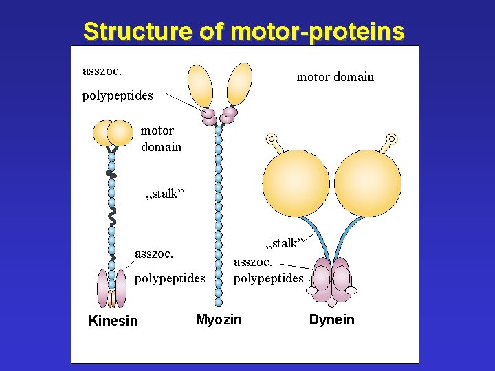 Structure of motor-proteins asszoc. motor domain polypeptides motor domain „stalk” asszoc. polypeptides Kinesin „stalk”