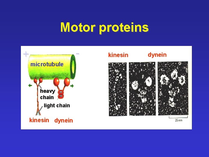 Motor proteins - + microtubule heavy chain light chain kinesin dynein 