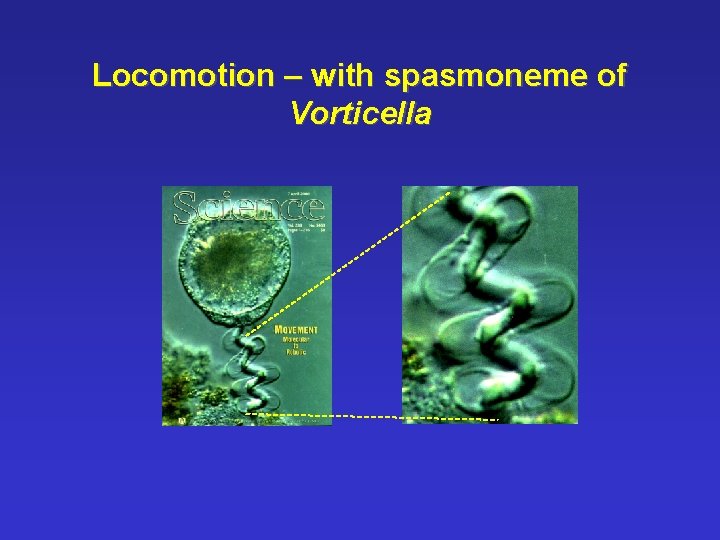 Locomotion – with spasmoneme of Vorticella 
