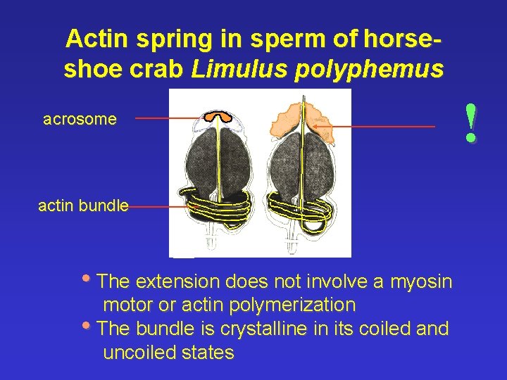 Actin spring in sperm of horseshoe crab Limulus polyphemus acrosome actin bundle • The