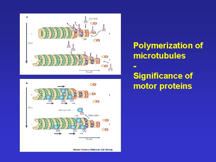 Polymerization of microtubules Significance of motor proteins 